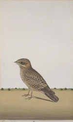 A Common Indian Nightjar